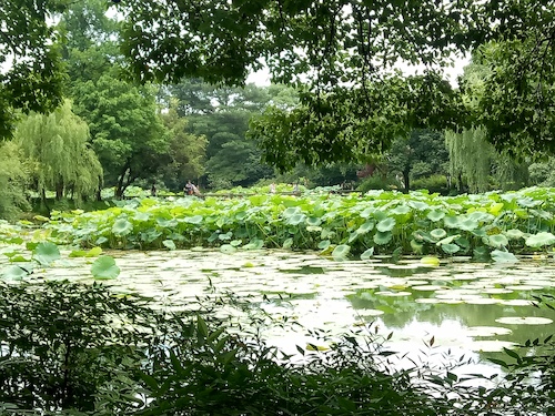 七月九日 做爱自拍
 走西湖-关注西湖十景垃圾分类问题小分队 曲院风荷实景