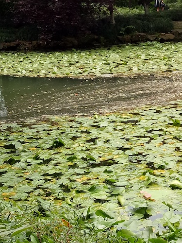 七月九日 做爱自拍
 走西湖-关注西湖十景垃圾分类问题小分队 水质污染