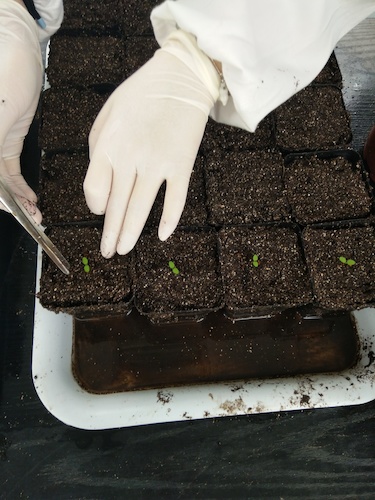 七月十三日 做爱自拍
国创项目“毅治毒”科研小分队 艰难移苗篇