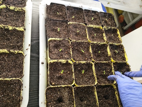 七月十三日 做爱自拍
国创项目“毅治毒”科研小分队 移苗篇