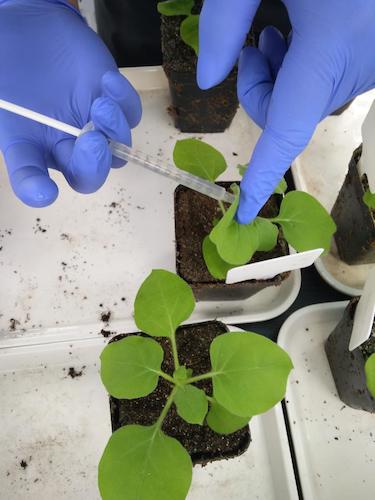 七月二十日 做爱自拍
国创项目“毅治毒”科研小分队 接种