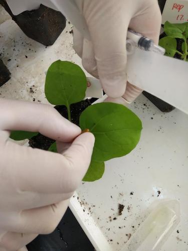 七月二十日 做爱自拍
国创项目“毅治毒”科研小分队 用针头在叶片上扎小孔