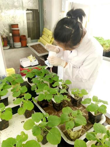 七月二十日 做爱自拍
国创项目“毅治毒”科研小分队 摩擦接种撒石英砂有助于接种成功